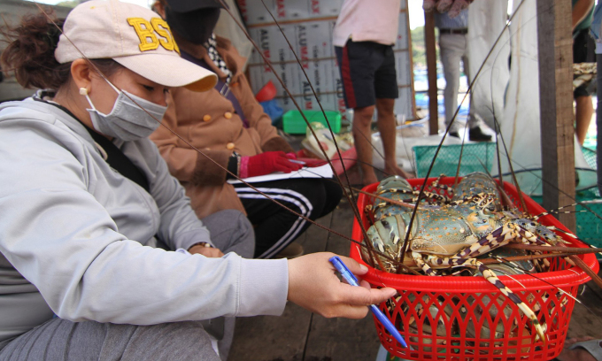 Thương lái thu mua tôm hùm bông tại tỉnh Khánh Hòa. Ảnh: Bùi Toàn
